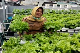 Pasokan lokal Kalsel sayuran hidroponik seret