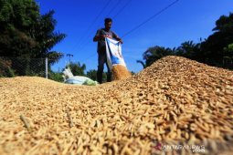DPRA minta Bulog atasi anjloknya harga gabah petani