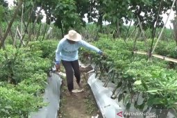 Produksi cabai di Madiun turun 50 persen terdampak cuaca ekstrem