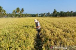 Petani di Aceh Timur beralih ke pupuk organik