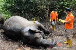 Seekor gajah liar ditemukan mati
