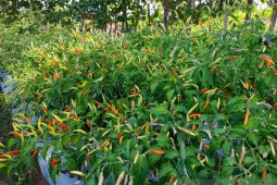 Kabupaten Gorontalo Utara optimalkan pembinaan petani cabai