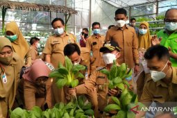 Manfaatkan lahan kosong, Pemkab Bangka kembangkan kebun organik