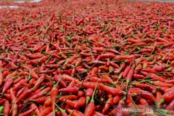Harga cabai rawit di Tapin tembus Rp130.000/kg