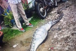 UIar piton sepanjang enam meter kekenyangan usai makan kambing