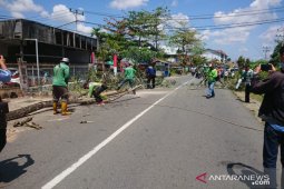 Muda perintahkan pemangkasan pohon agar aman bagi warga