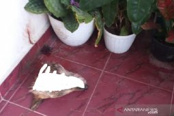 Pelempar potongan kepala anjing ke rumah pejabat Kejati Riau ditangkap