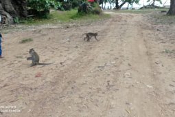 Habitat terusik, kawanan monyet berkeliaran cari makan di daerah wisata
