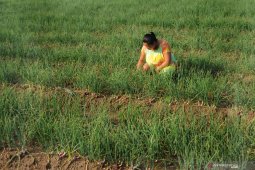 Harga Bawang Merah Turun