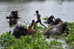Hutan habitat gajah menyusut hingga 67.000 kilometer persegi