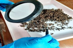 Sumut mulai ekspor Andaliman  ke Jerman