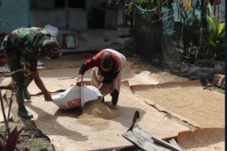 Jemur gabah, Sunarti dibantu anggota Satgas TMMD 110 Kodim 1206/PSB