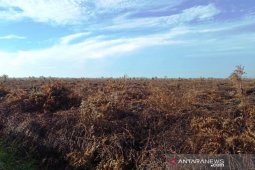 Karhutla di areal seluas enam hektare di Aceh Barat sudah padam
