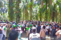 Ratusan warga duduki lahan PT Agri Andalas di Seluma