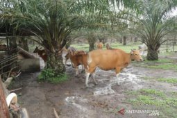 Gubernur Babel mencanangkan Desa Buding jadi kampung ternak sapi