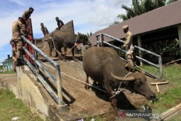 Aceh Barat terapkan sanksi bagi ternak berkeliaran, Rp200 ribu per ekor