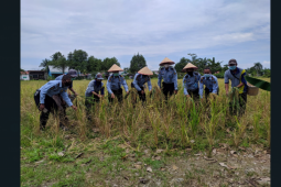 Rutan Putussibau panen padi Napi untuk ketahanan pangan
