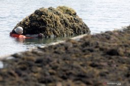 Harga Rumput Laut Anjlok