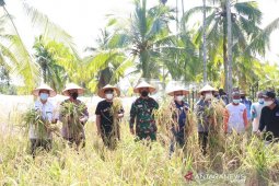 Bupati Anwar Sadat lakukan panen raya padi buah program pemanfaatan lahan kosong