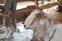 Kambing bermata satu dan tanpa  hidung hanya bertahan dua hari