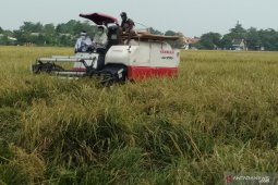 Produksi padi Purwakarta selama dua tahun terakhir alami surplus