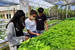 PLN Bali dorong masyarakat manfaatkan hidroponik ditopang tenaga listrik