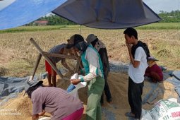 Lebak panen raya  seluas 18.000 hektare