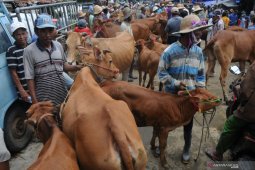 Harga Sapi Madura Anjlok