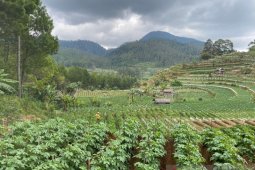 FAO: Investasi dalam restorasi hutan bantu pulihkan kesehatan dan kesejahteraan