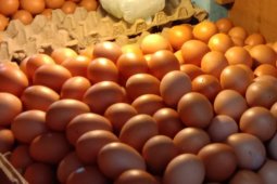 Harga telur ayam ras di pasar Ambon turun