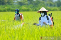 Banyuwangi peroleh jatah pupuk urea bersubsidi 60.623 ton pada 2021