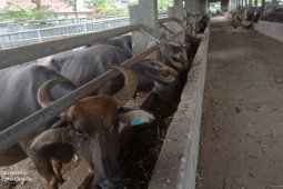 Pemkab Lebak minta peternak kerbau tingkatkan teknik budi daya