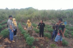 Dinas Pertanian TPH Kalbar perkuat pembinaan petani cabai di perbatasan