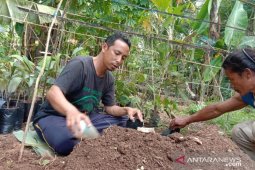 FKH Balangan seeds sugar palm for greening