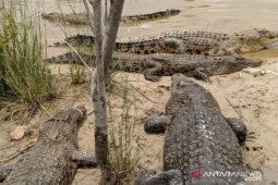 Mengaku pawang, lansia diterkam saat hendak jinakkan buaya