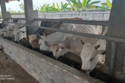 Mahasiswa UGM belajar budidaya ternak besar di UPTD Pembibitan Kabupaten Lebak