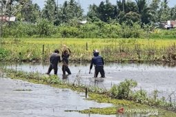 Polisi kejar-kejaran dengan pengedar narkoba hingga ke persawahan