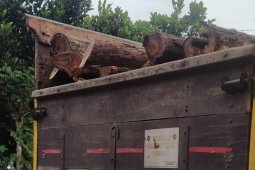 Warga gagalkan pengangkutan pohon sonokeling dari hutan Gua Pasir Tulungagung