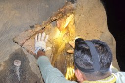 Gajah betina terluka diduga akibat diserang gajah jantan