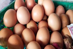 Harga telur di Mesuji mulai naik