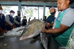 Festival Pasar Ikan Banyuwangi