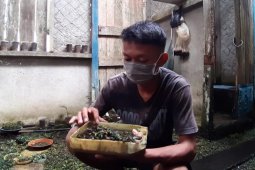 Penjual Tanaman Bucephanlandra jadi perhatian Satgas TMMD