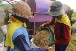 Produksi gabah di Mukomuko naik 1,5 ton