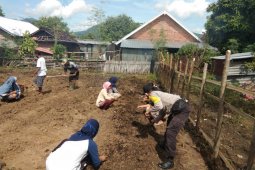 Kebun gizi Desa Pernek wujud ketahanan pangan mendukung Kampung Sehat 2