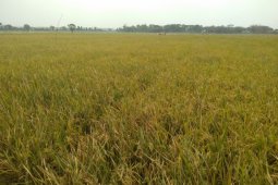 Harga gabah di Karawang anjlok akibat kadar air tinggi