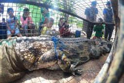 Pelepasliaran buaya di Banyuasin