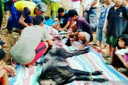 Warga Labura konsumsi kambing hutan, ternyata dilindungi