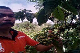 Harga kopi di Lampung Barat berkisar Rp17.000/kg