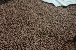 Harga cengkih dan pala di Ambon melonjak