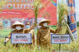 Kabupaten Jember surplus beras 200 ton